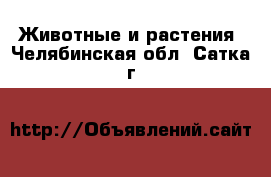  Животные и растения. Челябинская обл.,Сатка г.